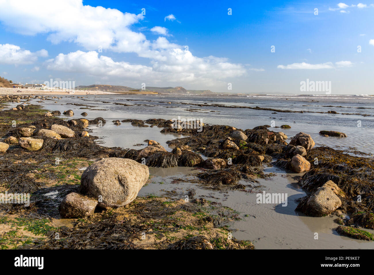 Une marée exceptionnellement basse expose la mer invisible normalement bed at Monmouth Beach sur la côte jurassique, Lyme Regis, Dorset, England, UK Banque D'Images