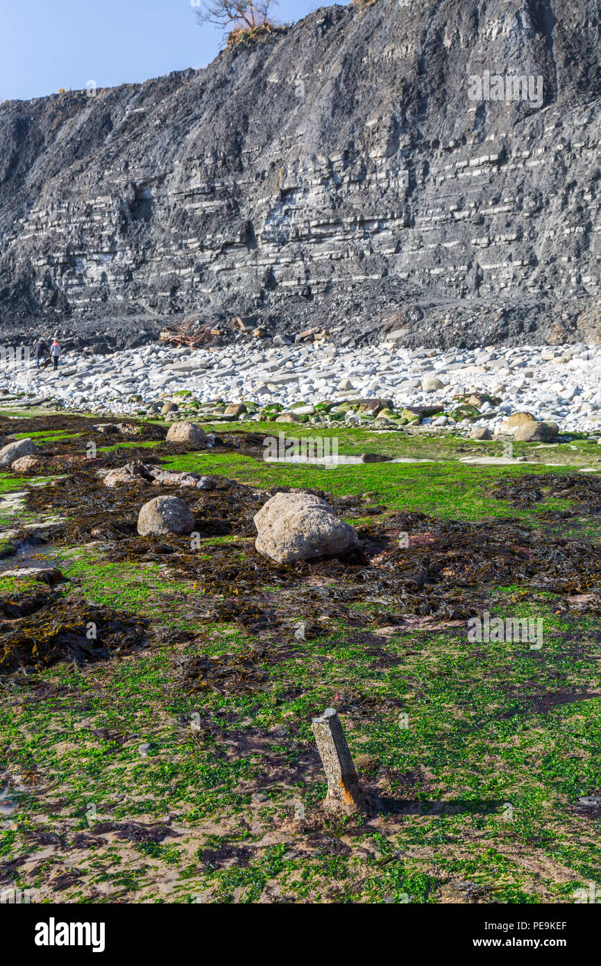 Une marée exceptionnellement basse expose la mer invisible normalement bed at Monmouth Beach sur la côte jurassique, Lyme Regis, Dorset, England, UK Banque D'Images