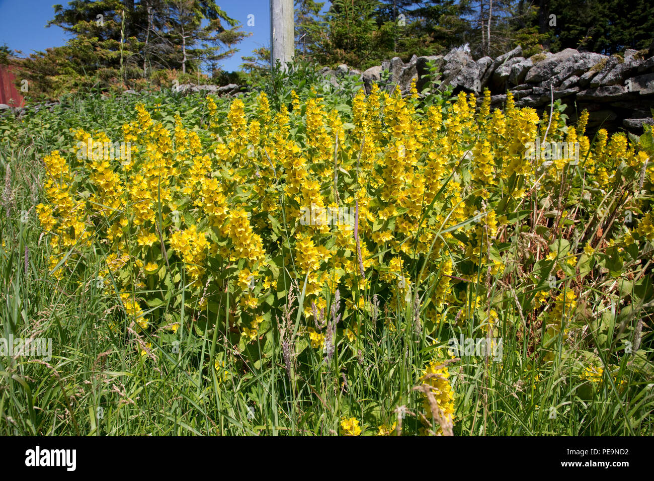 Plantes en bordure de route Banque de photographies et d’images à haute — free download