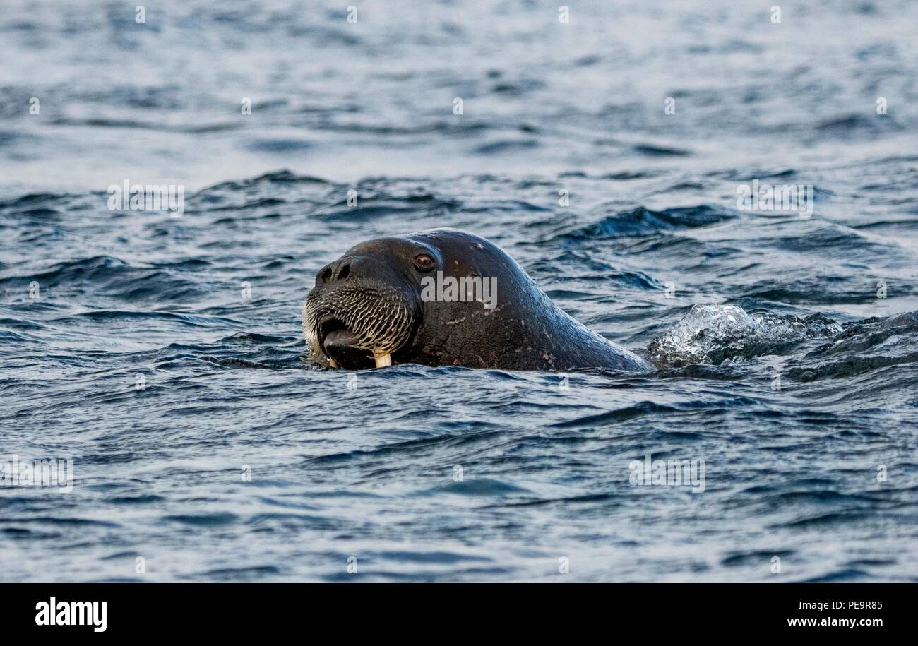 Walrus venant d'enquêter sur le zodiak voile natation hors de terre et apparaissant dans la mer arctique autour de Banque D'Images