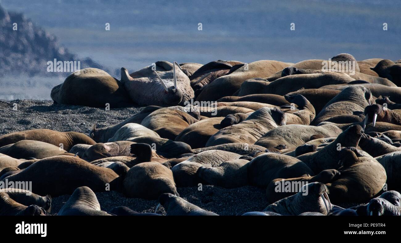 Un tas de walrus détente sur la plage Svalbard en Norvège Banque D'Images