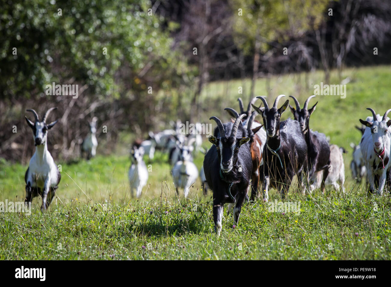 La chèvre de montagne (Capra aegagrus hircus) Banque D'Images