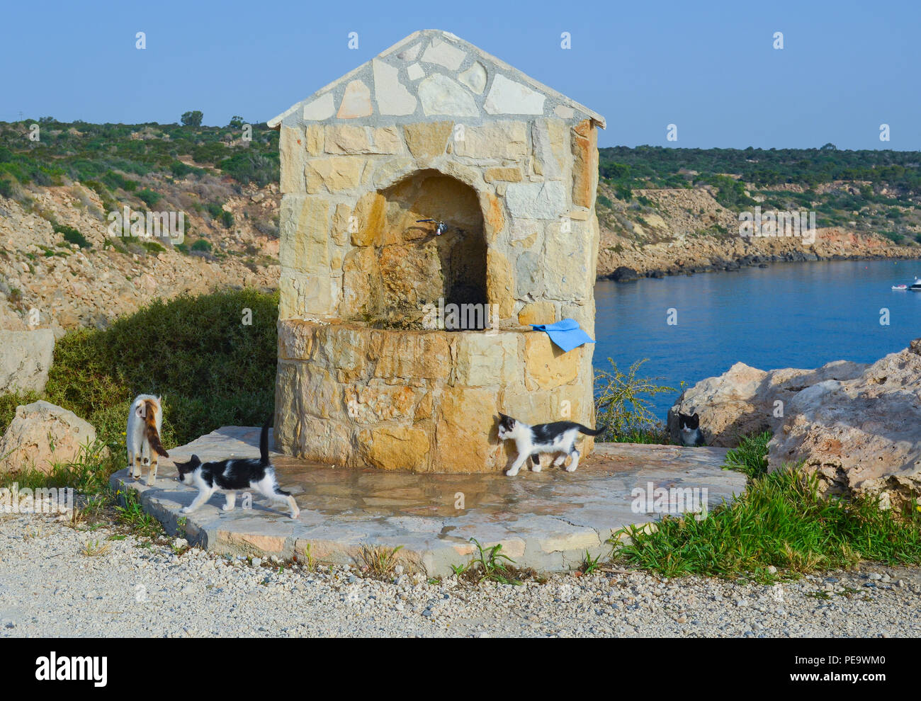 Avec un chat chatons promenades autour de la printemps avec l'eau potable à Cape Greco. Banque D'Images