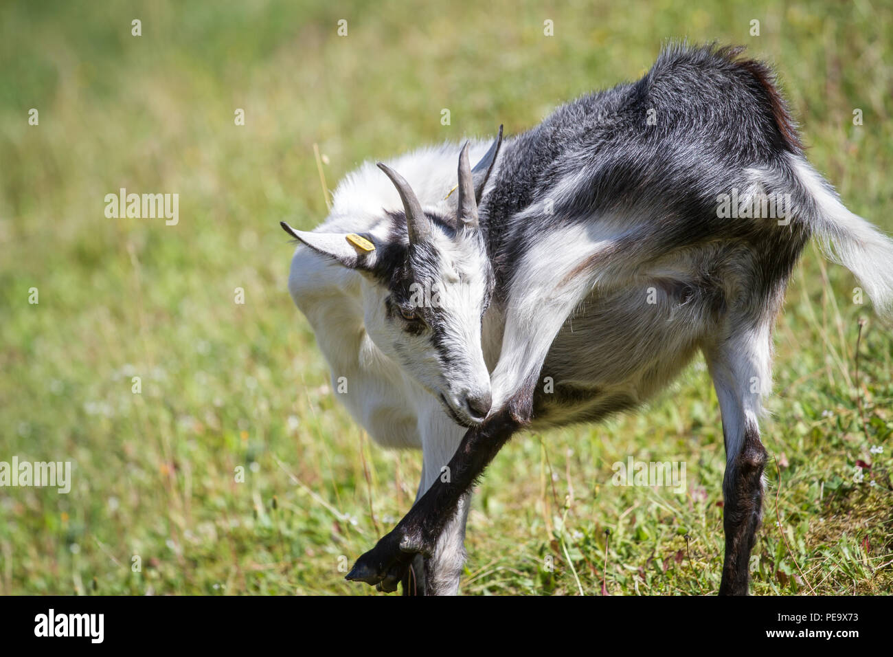 Peacock, Pfauenziege Chèvre (Capra aegagrus hircus) Banque D'Images