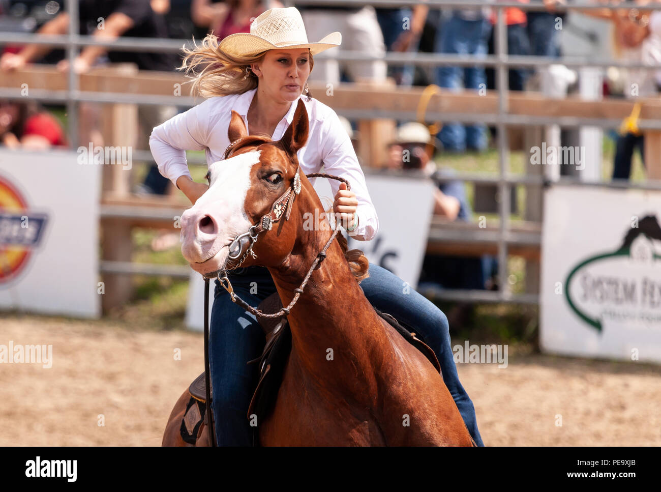 Cowgirls guider leurs quarterhorses dans le poteau de fibres au cours de la Ram Rode Tour à Exeter, Ontario, Canada. Banque D'Images