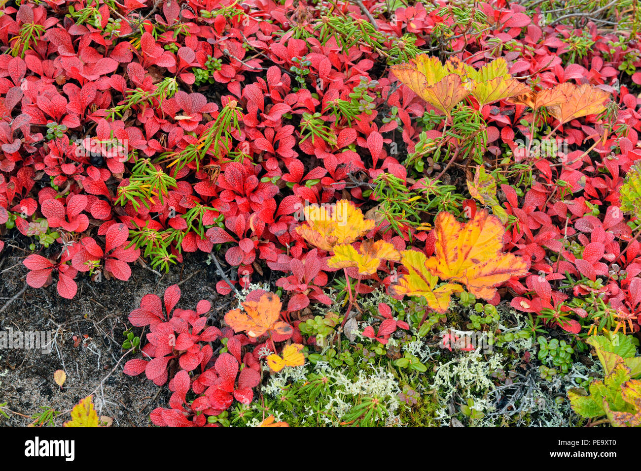 Plaquebière (Rubus chamaemorus) feuilles à l'automne, de l'Arctique Haven Lodge, Lake Ennadai, Territoire du Nunavut, Canada Banque D'Images