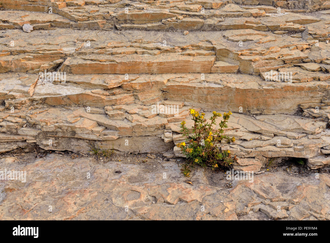 Les roches calcaires et cinquefoil arbustes, Twin Falls Parc Territorial, Territoires du Nord-Ouest, Canada Banque D'Images
