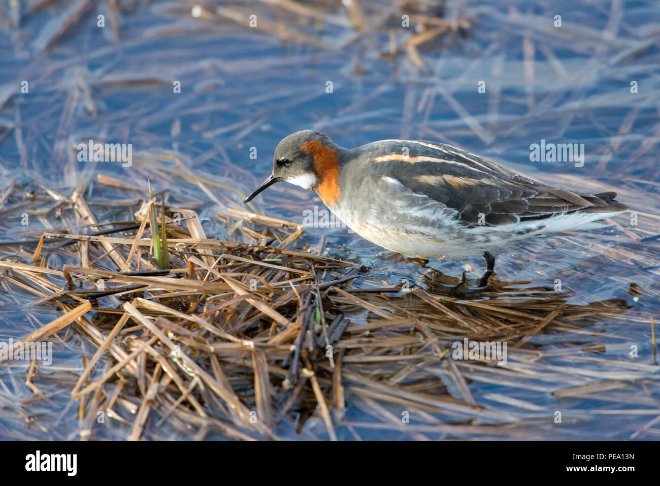 Phalarope à bec rouge unique, pataugeant dans l'eau. Banque D'Images