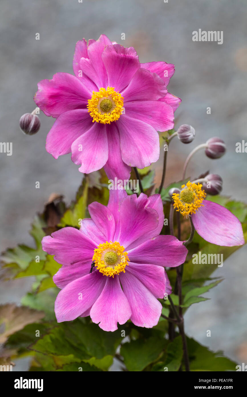 La fin de l'été, fleurs rose double semi de la plante vivace anémone  Japonaise, Anemone x hybrida 'Serenade' Photo Stock - Alamy
