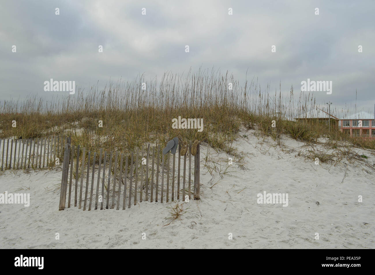 Vue panoramique Photographie couleur Uniola paniculata Avoine La mer de dunes couvertes de sable de protection en bois clôture stabilisation Pensacola Beach Nord du golfe du Mexique Banque D'Images