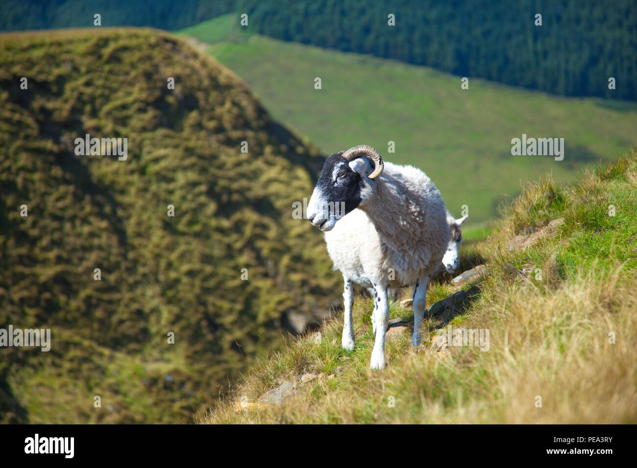 Un mouton en liberté sur le haut des collines dans le parc national de Peak District, dans le Derbyshire, Angleterre. Banque D'Images