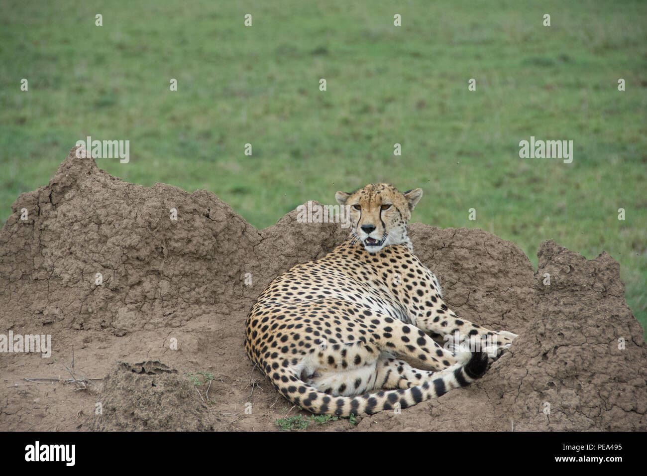 Un guépard assis sur le monticule de fourmis dans le Parc National du Serengeti, Tanzanie. Banque D'Images