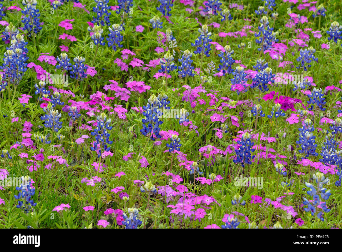 La floraison Texas bluebonnet (Lupinus) subcarnosus et Phlox, Turquie Bend LCRA, Marble Falls, Texas, États-Unis Banque D'Images