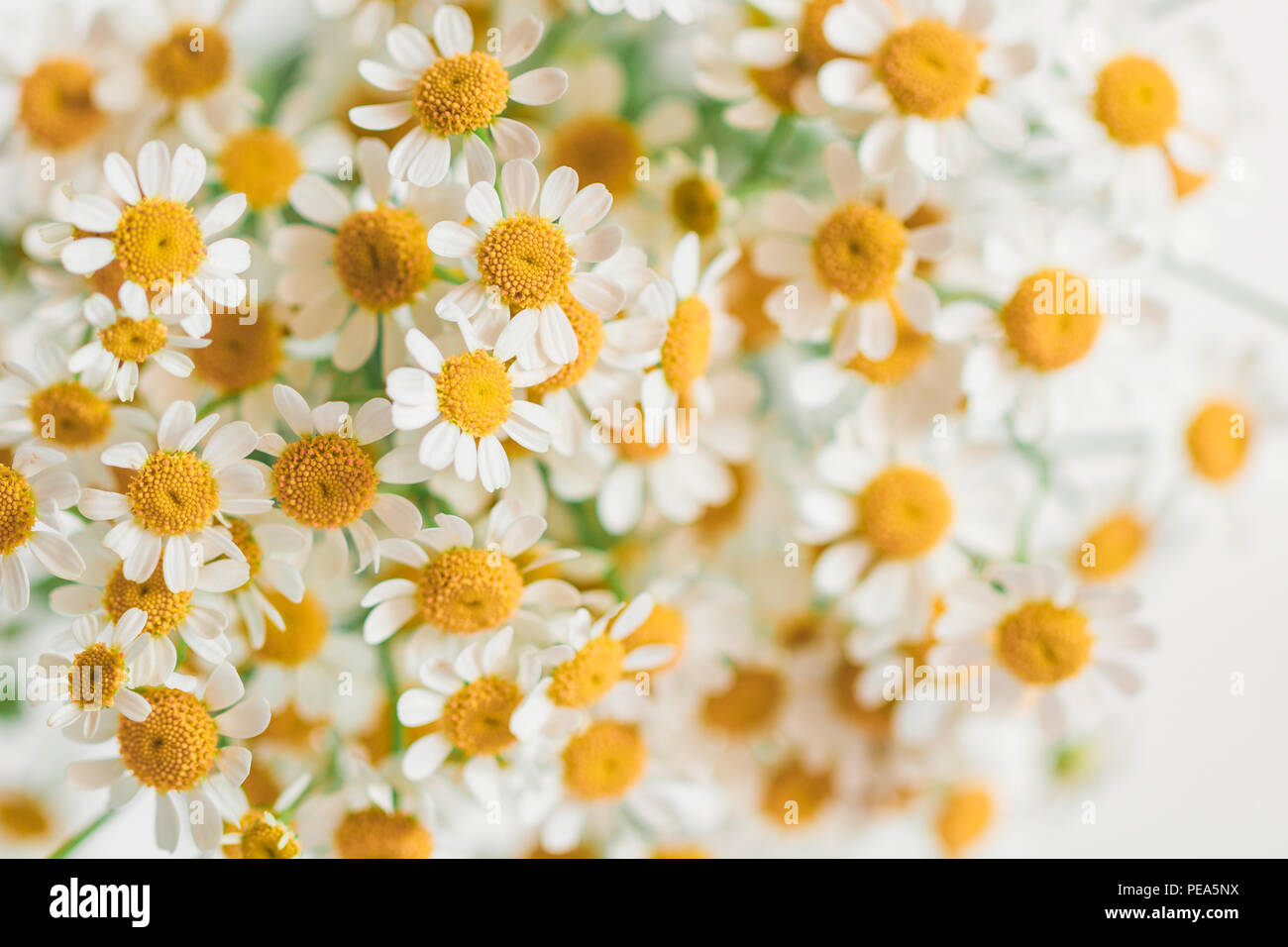 La Macro Photographie De Little Daisy Fleurs Bouquet Sur