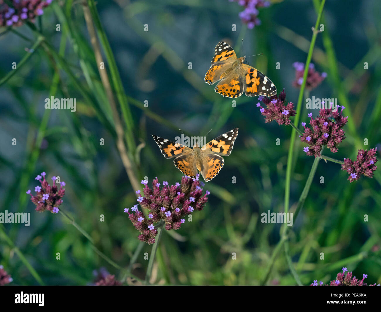 Papillon belle dame Cynthia cardui séquence de vol Banque D'Images