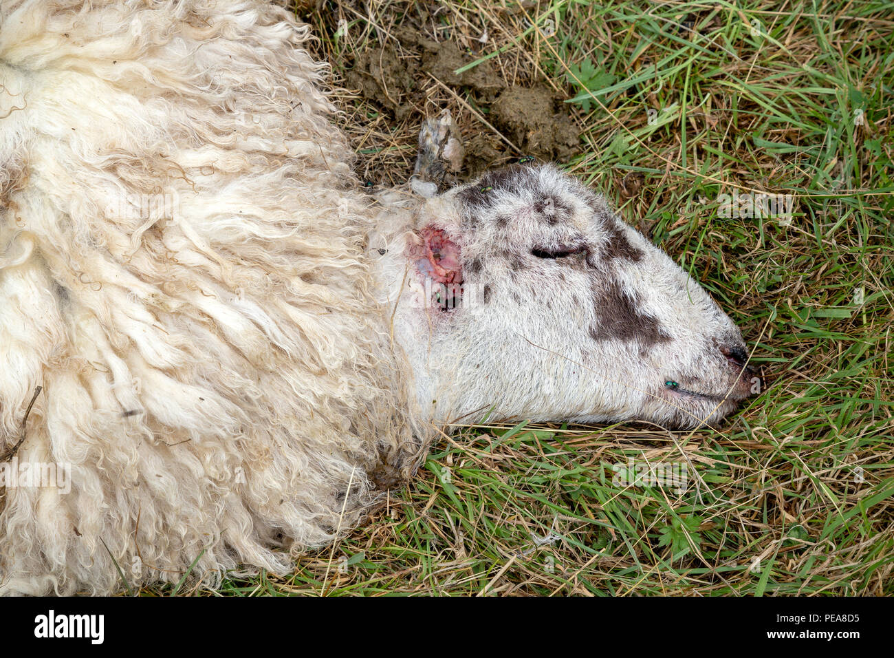 Moutons morts, Retour, vue arrière, animal, mort, affolé, l'Agriculture, de l'animal, partie du