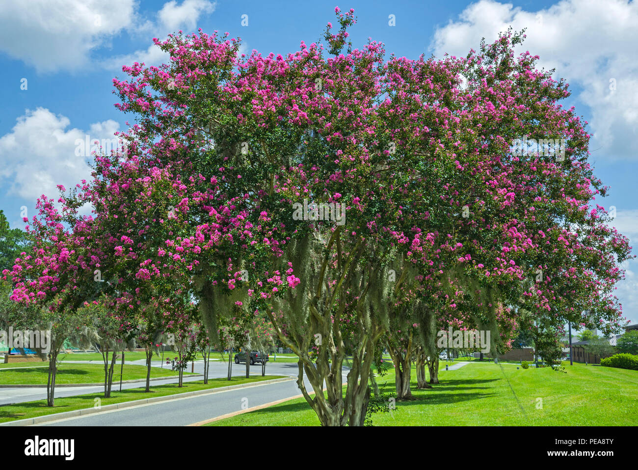 Rangée de Crape Myrtle arbres en pleine floraison. Banque D'Images