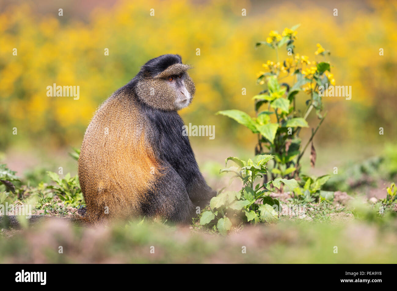 Golden Monkey, Cercopithecus kandti, dans le parc national des volcans, Rwanda, Kinigi, 12 juillet 2018. (CTK Photo/Ondrej Zaruba) Banque D'Images