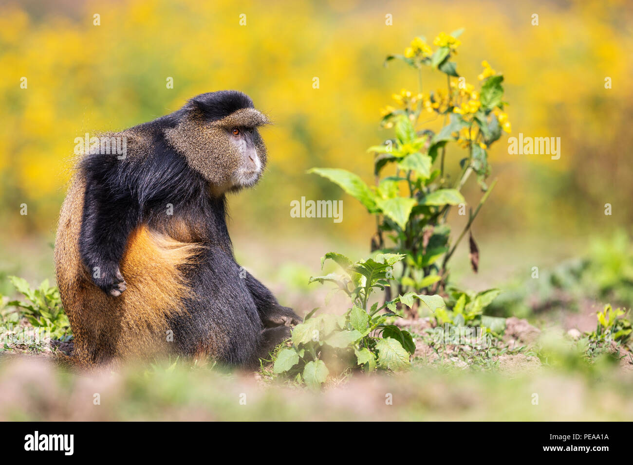 Golden Monkey, Cercopithecus kandti, dans le parc national des volcans, Rwanda, Kinigi, 12 juillet 2018. (CTK Photo/Ondrej Zaruba) Banque D'Images