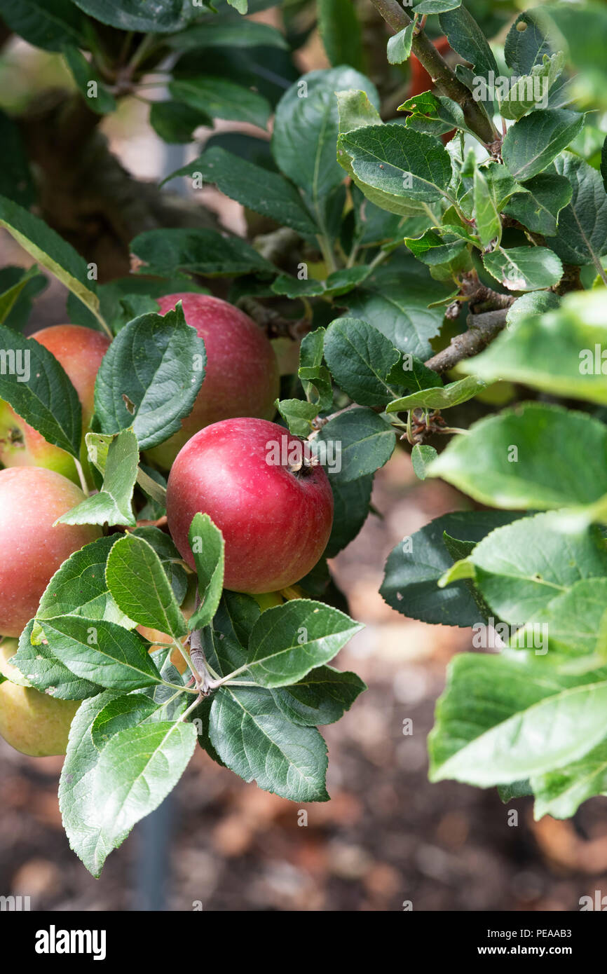 Malus domestica 'Red Devil. Pommes sur l'arbre en août. UK Banque D'Images