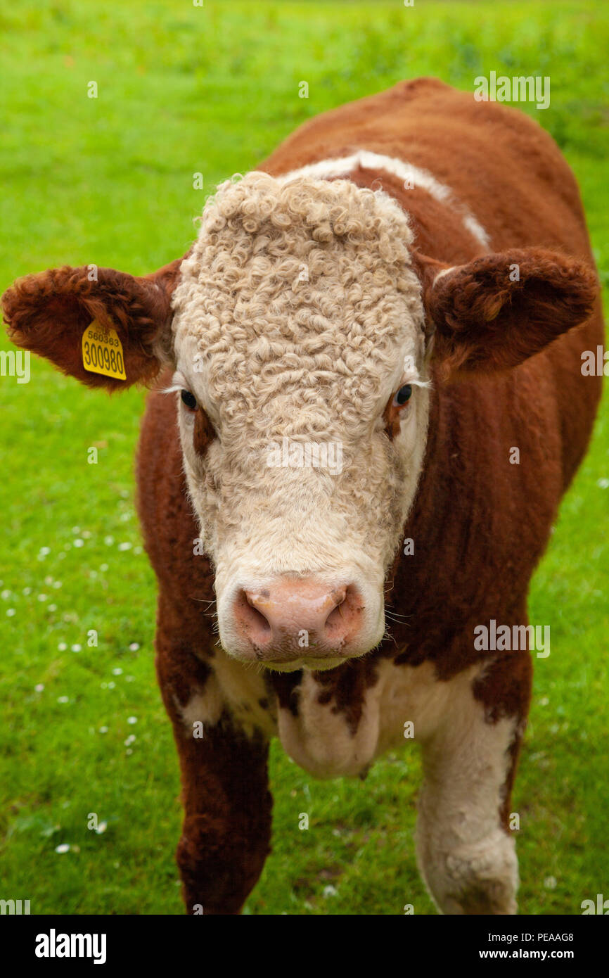 Une vache brune et blanche dans un champ en Ecosse Banque D'Images