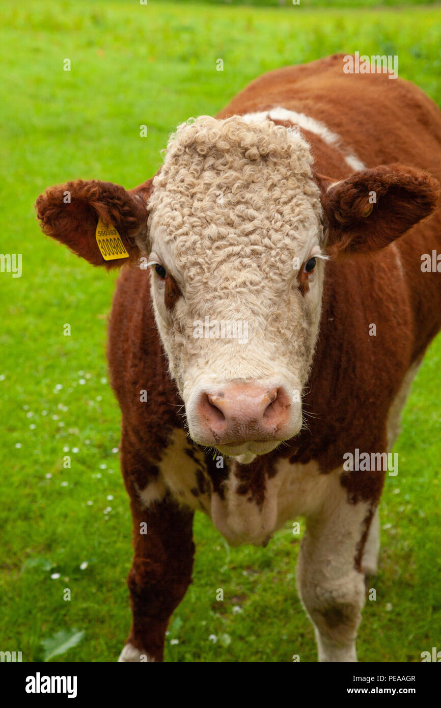 Une vache brune et blanche dans un champ en Ecosse Banque D'Images