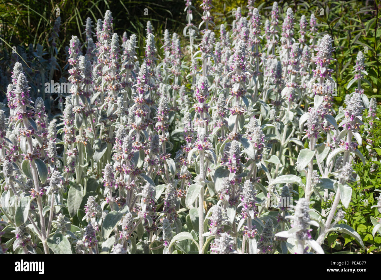 Oreille d'Agneaux (Stachys byzantina) croissant dans le Fife en Écosse. Banque D'Images