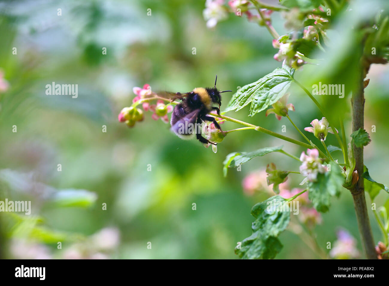 Bumblebee et une grande belle fleur. la pollinisation des fleurs Banque D'Images