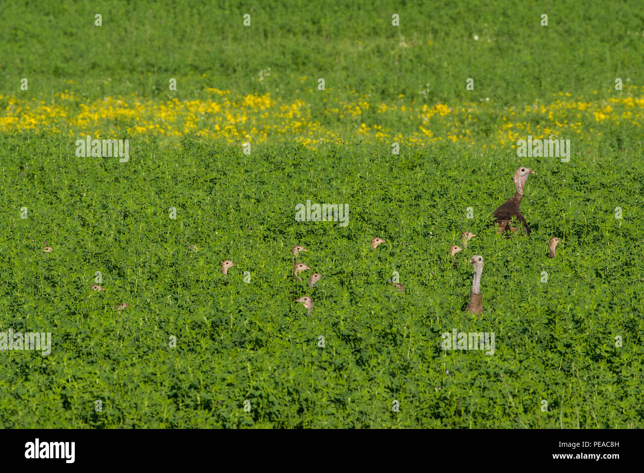 Un troupeau de dindon sauvage (Meleagris gallopavo) les jeunes se cachant dans un champ de luzerne. Banque D'Images