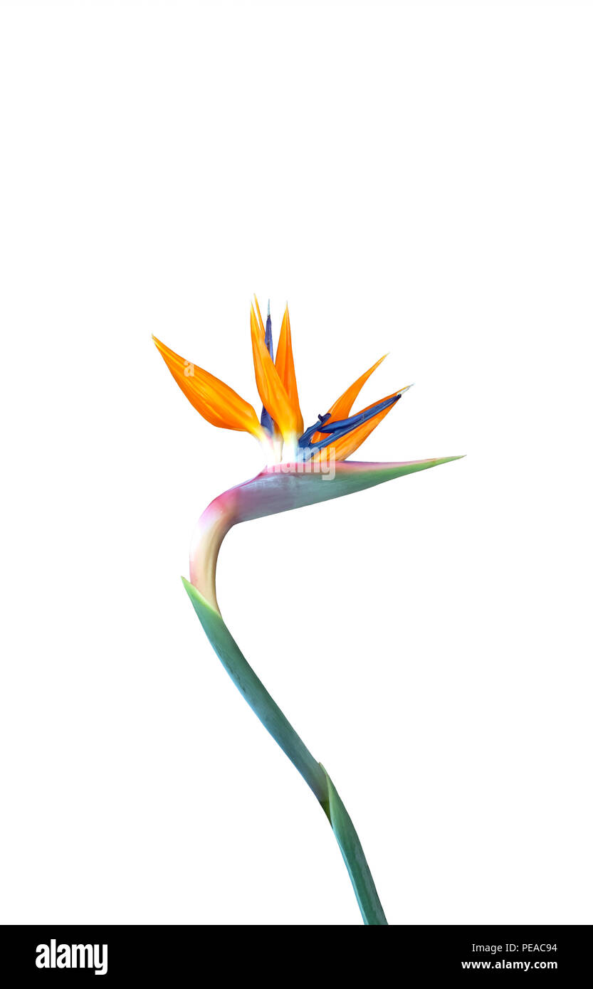 Oiseau de paradis à tige longue découpe de fleurs sur fond blanc Banque D'Images
