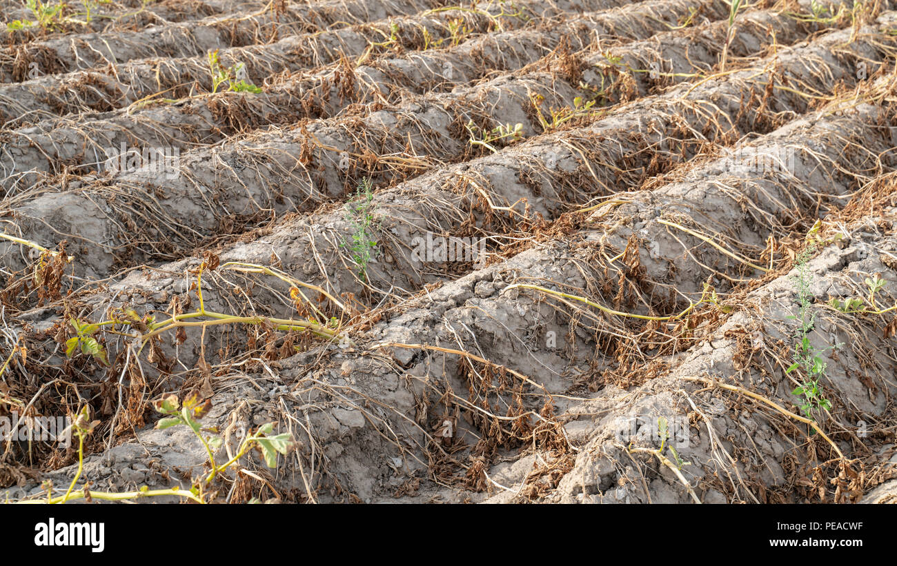 L'agriculture en Allemagne. En été, la sécheresse détruit les plantes cultivées. Les plantes sont séchées dans les lignes sur le sol sec, pain croustillant. Banque D'Images