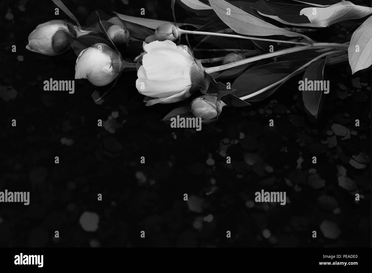Les Pivoines à fleurs sur fond noir. Image en noir et blanc. Banque D'Images