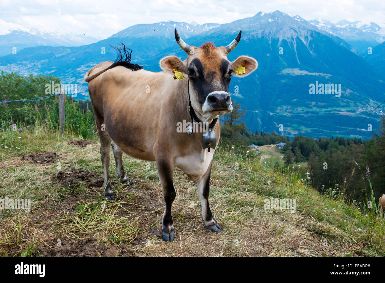 Cow-Brown laitière vache Lait suisse en Suisse Banque D'Images