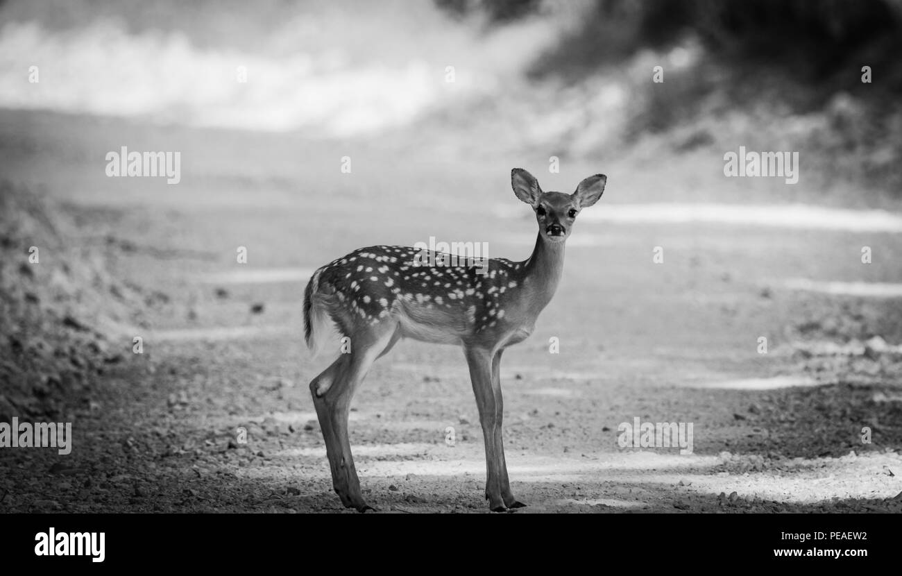 Un jeune faon ventures loin de sa mère pour prendre une pointe en bas de la route au J.T. Nature Famille Nickel & Wildllife Préserver situé à Tahlequah, Oklah Banque D'Images