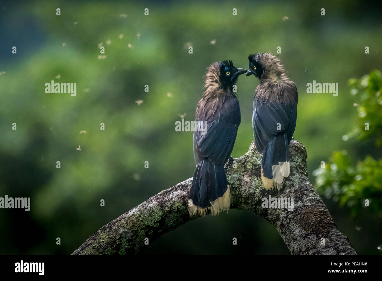 2 Black-chested jay oiseaux image prise au Panama Banque D'Images
