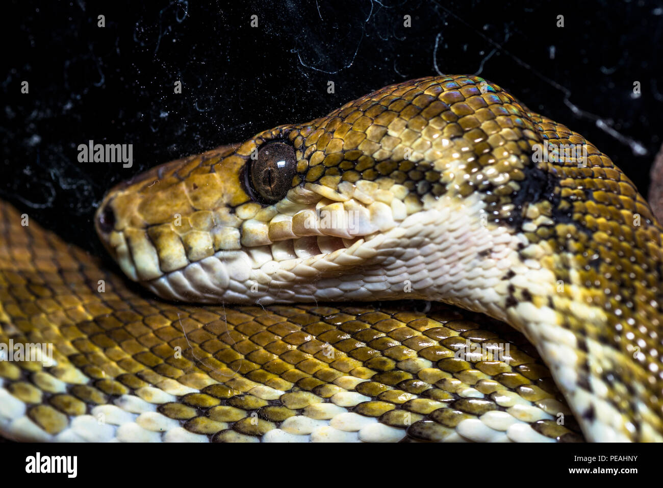 Tête de serpent boa Tree close up image prise au Panama Banque D'Images