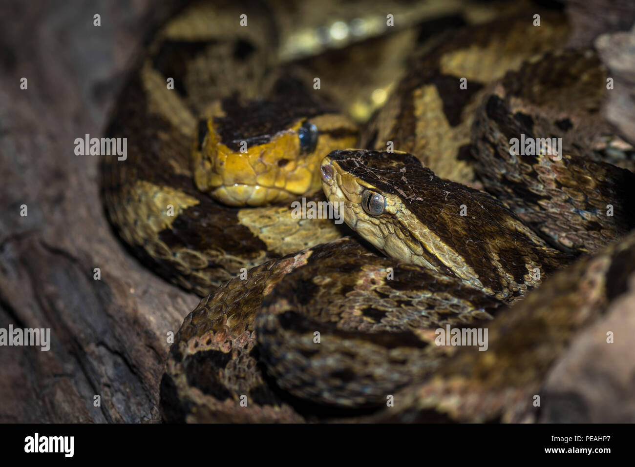 2 Bothrops asper ou aussi appelé fer de lance des serpents image prise au Panama Banque D'Images