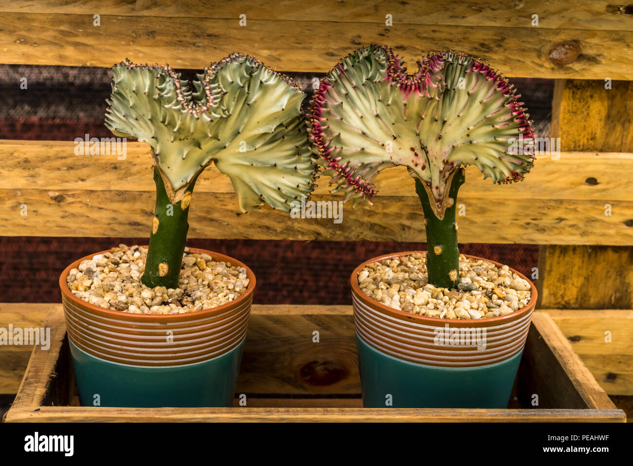 2 Euphorbia lactea cristata Crested Elkhorn s plante en pot Banque D'Images