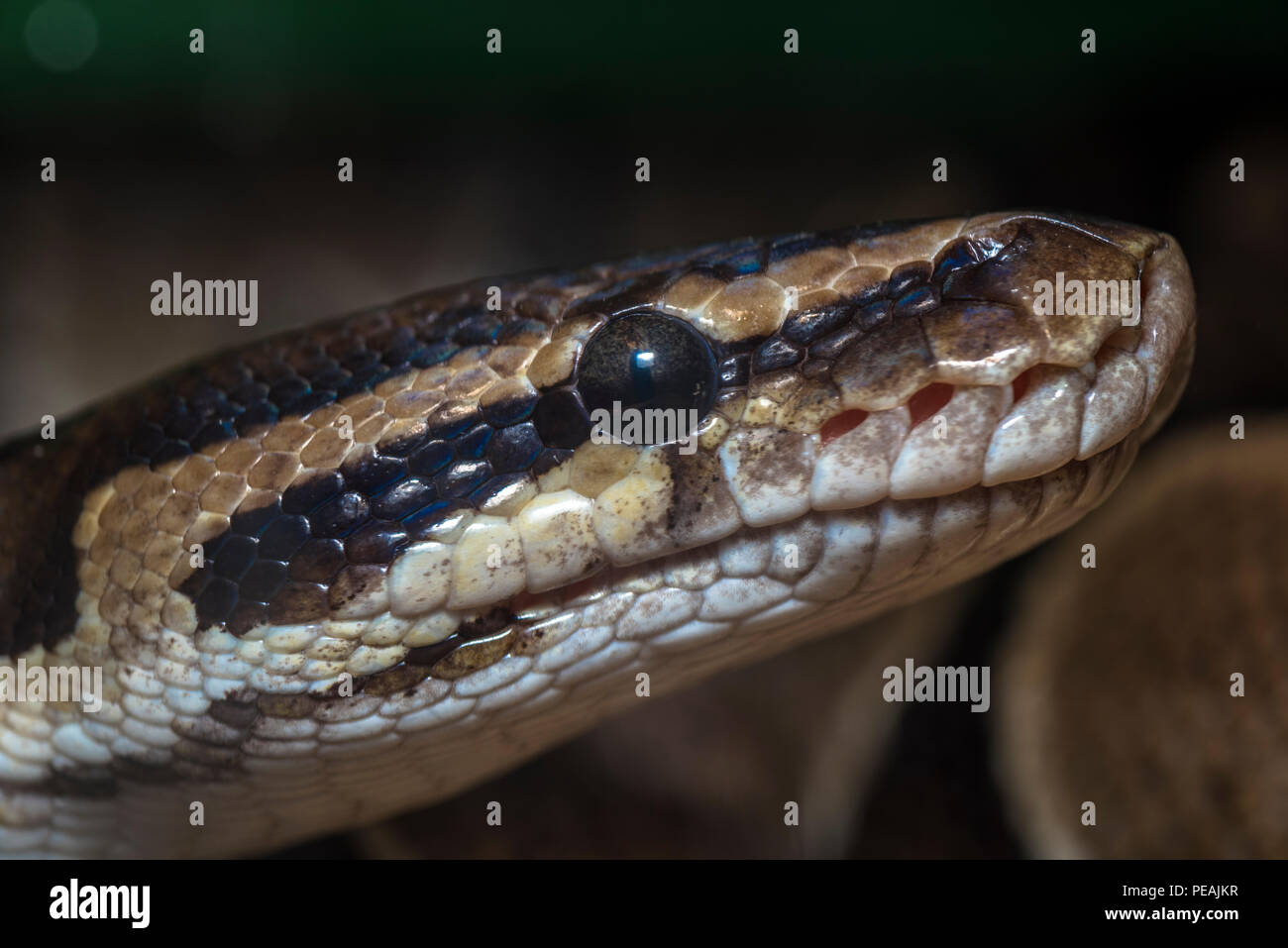 Tête de serpent close up image prise au Panama Banque D'Images