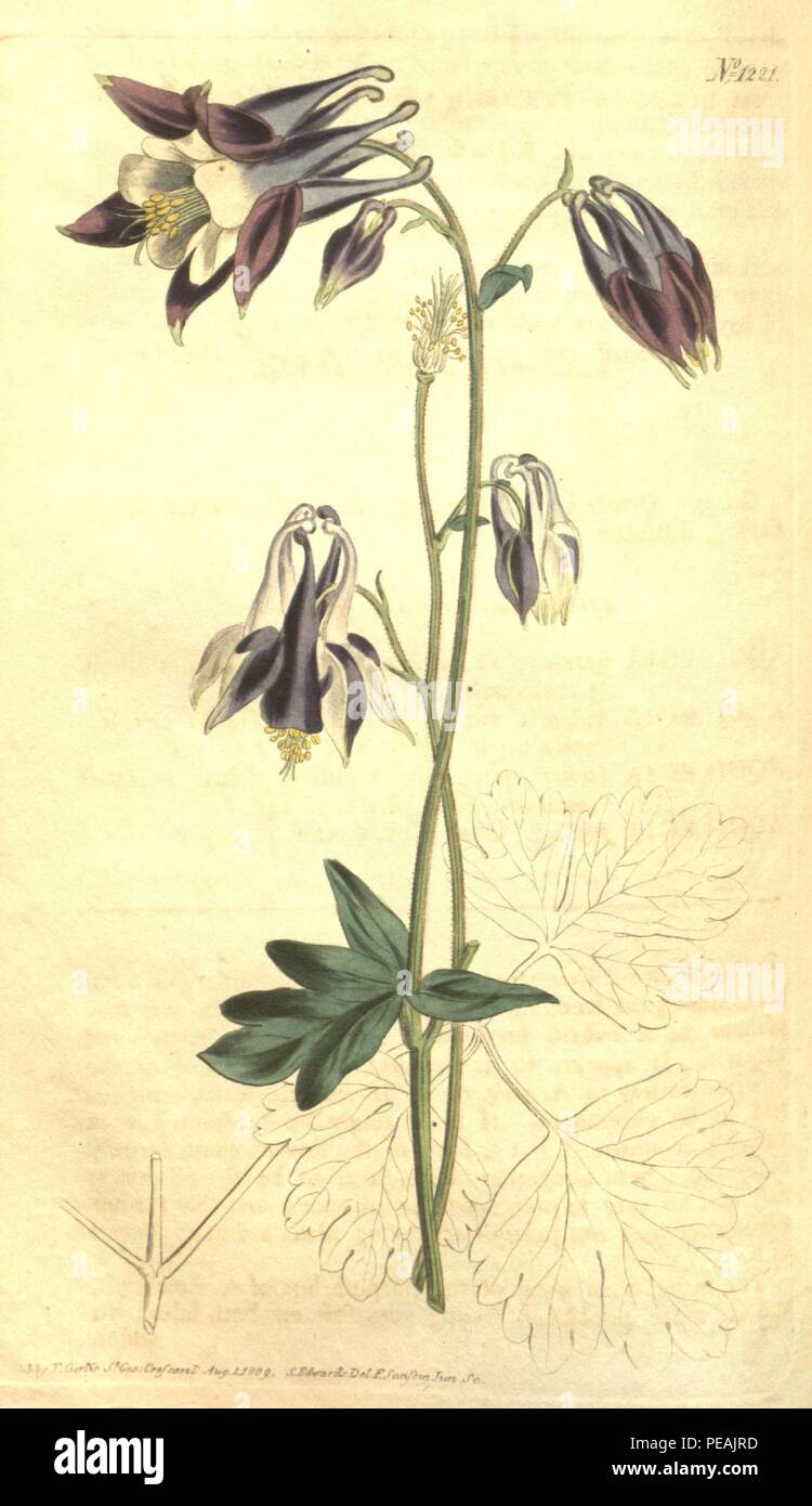 Aquilegia hybrida Sims. -- Bot. Mag. 30. t. 1221. 1809. Banque D'Images