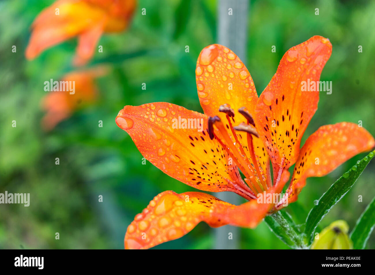 Tiger lilies. Un orange sauvage Tiger Lily. Close up of fleurs de lys orange avec de l'eau gouttes Banque D'Images