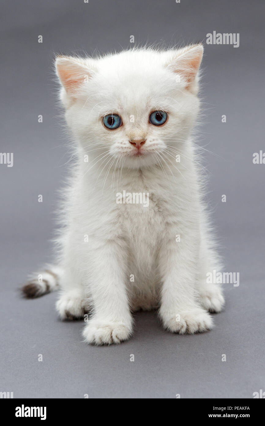 Chaton British blanc aux yeux bleus sur fond gris Banque D'Images