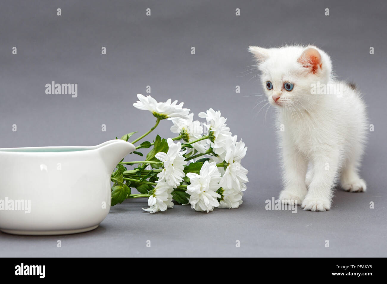 Chaton Blanc Britannique Avec Des Yeux Bleus Et Des