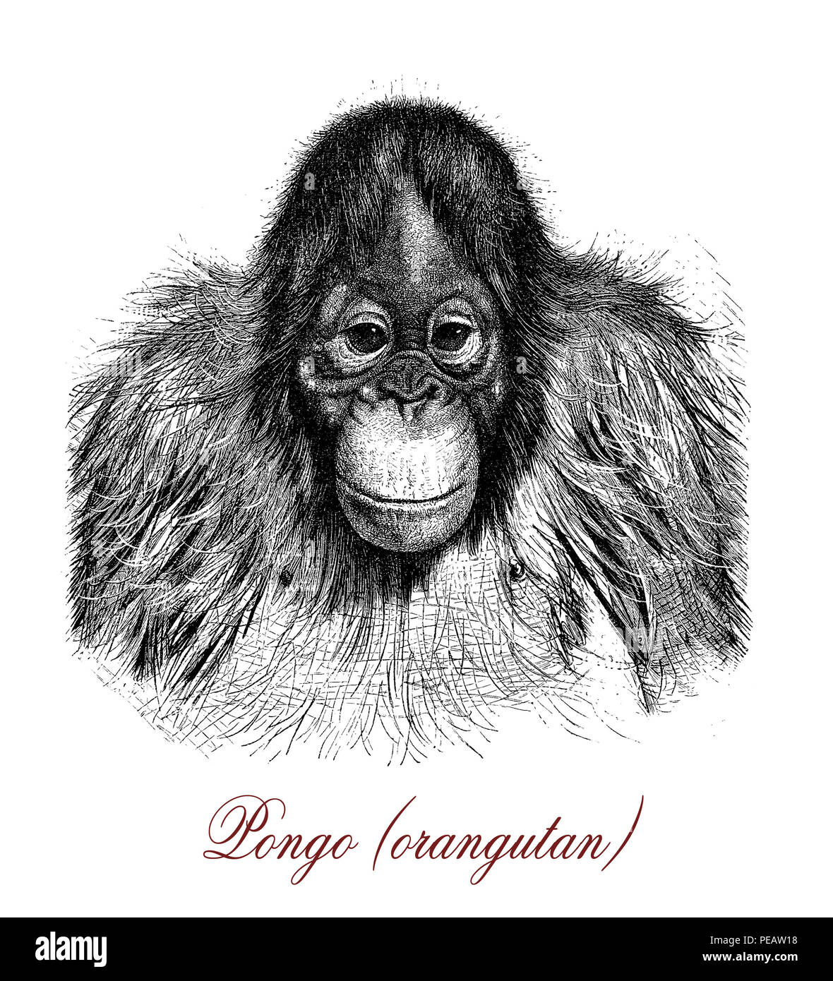 Vintage gravure de l'orang-outan, grand singe arboricole originaire d'Indonésie et Malaisie Banque D'Images