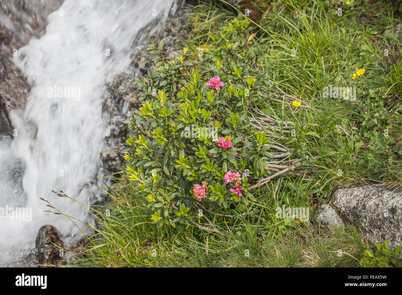 Rhododendron ferrugienum / alpenrose par le flux sur la cimenterie Sharr, Piribeg montagne sommet mondial sur le Kosovo Banque D'Images