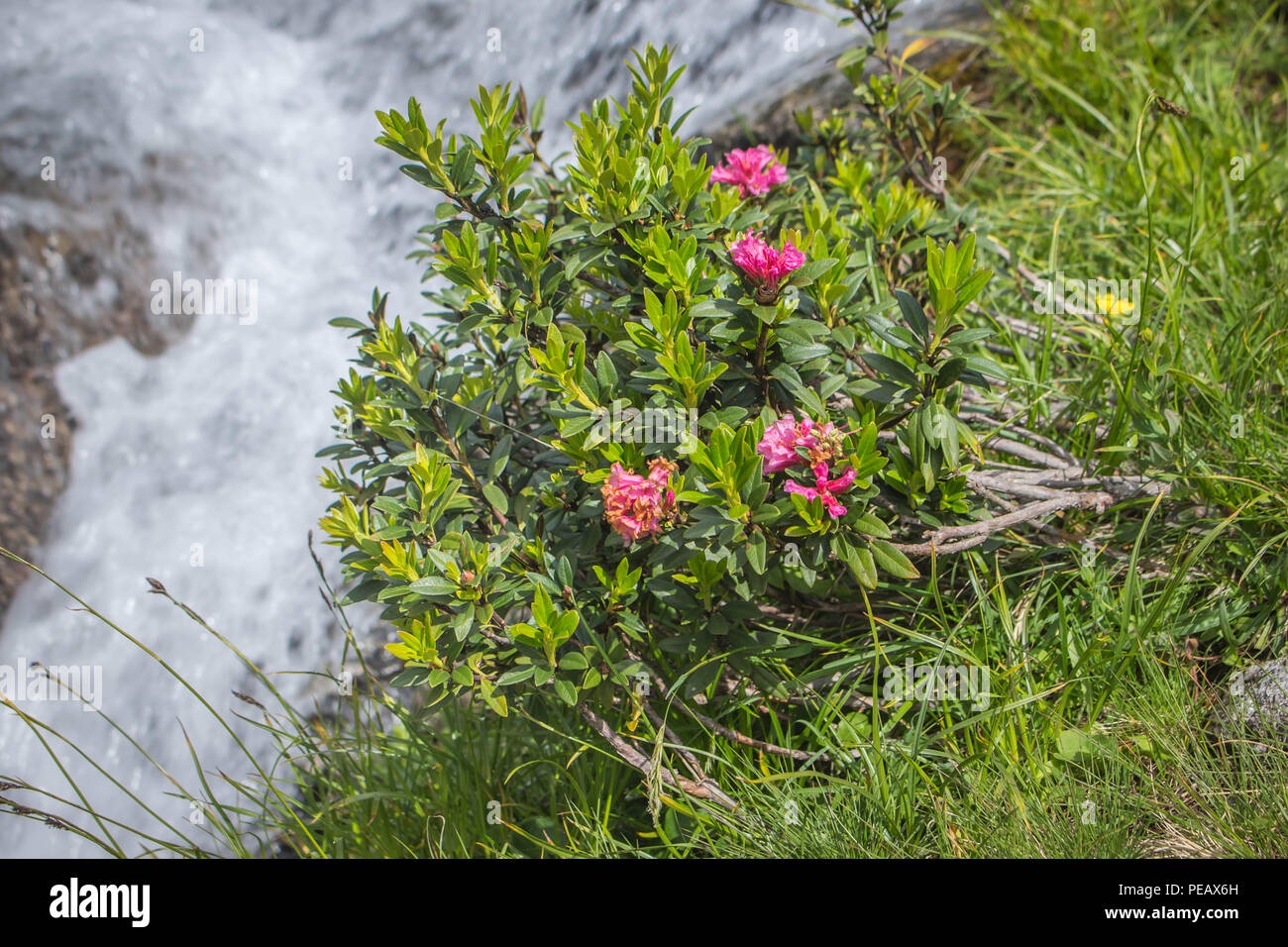 Rhododendron ferrugienum / alpenrose par le flux sur la cimenterie Sharr, Piribeg montagne sommet mondial sur le Kosovo Banque D'Images