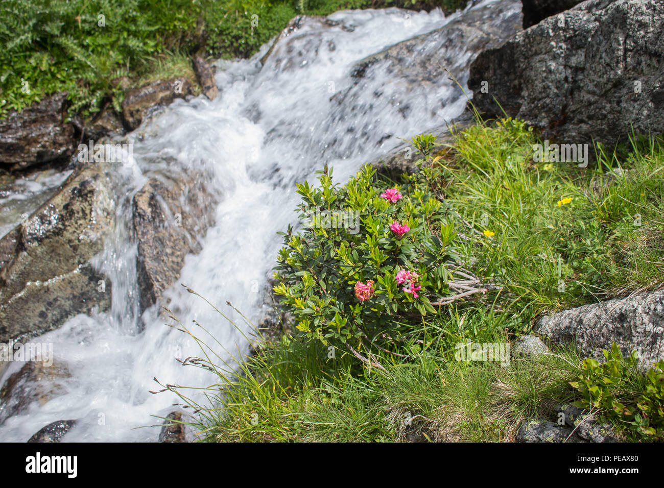 Rhododendron ferrugienum / alpenrose par le flux sur la cimenterie Sharr, Piribeg montagne sommet mondial sur le Kosovo Banque D'Images