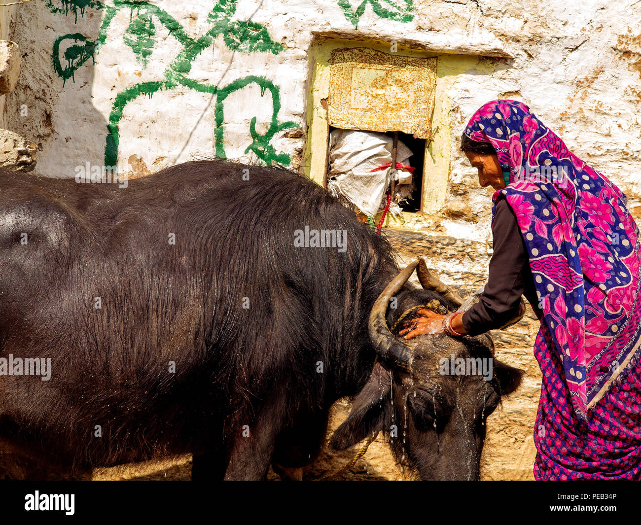 Femme indienne echelle sa branche de buffalo dans la chaleur du jour à Sanouli Kumaon Hills village,, Uttarakhand, Inde Banque D'Images