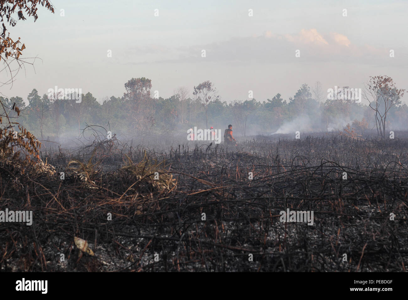 L'Indonésie, Riau, Kampar. 13Th Aug 2018. Les pompiers pour éteindre les incendies dans les tourbières de Riau, Kampar, Indonésie, le 13 août 2018. Plusieurs provinces de l'Indonésie ont mis en état d'alerte d'urgence pour les feux de forêts et des terres. Credit : Mohammad Adam/Alamy Live News Banque D'Images