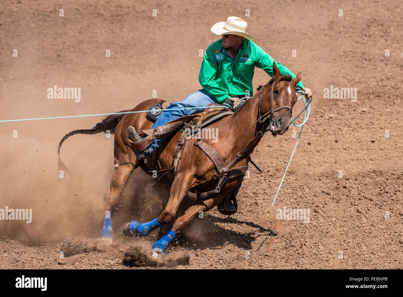 Cowboy et cheval tirer sur la tension de la corde au cours de bovins de l'équipe concurrence au lasso au Ventura County Fair le 12 août 2018 en Californie. Banque D'Images